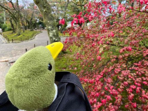 兼六園には、寒い中でも頑張って咲く花があります💐