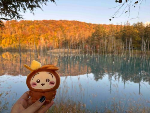 うさぎ in美瑛🍁🌟