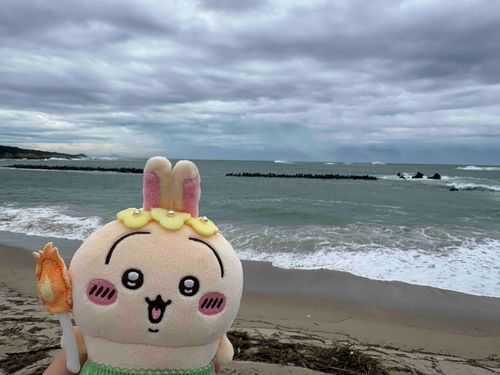 うさぎ in伊勢🦐台風で波がすごかったね〜