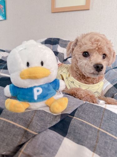 愛犬りいくとペクちゃんのツーショ🐶💛