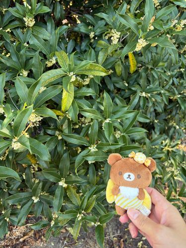 今年もやっと金木犀と銀木犀に出会えたよー☺️癒される香り～🧡🤍