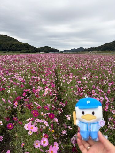 出会った日にひまわりを見に行った場所へ、今度はコスモス見てきたよ🌼*･