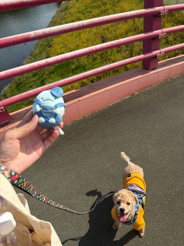 キバナコスモスが橋の上から見えたよ🐶🌼*･