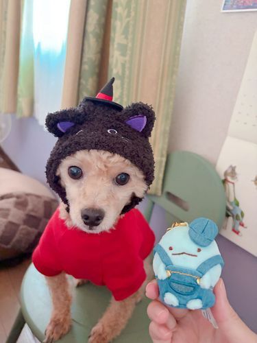 黒ネコだワンっ🐶🐈‍⬛💜