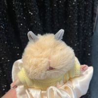 ぷりんちゃん🍮