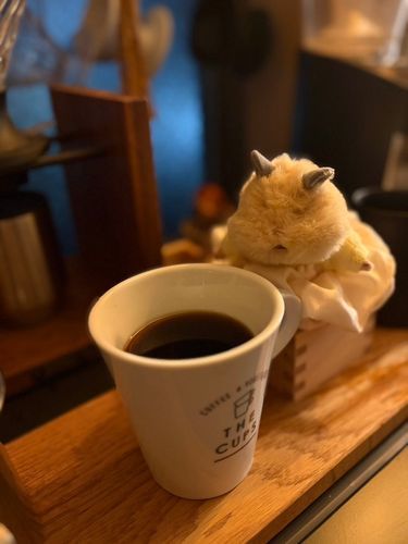 いい香り☕️
ぷりんちゃんのママもパパもコーヒーが大好き☕️♡