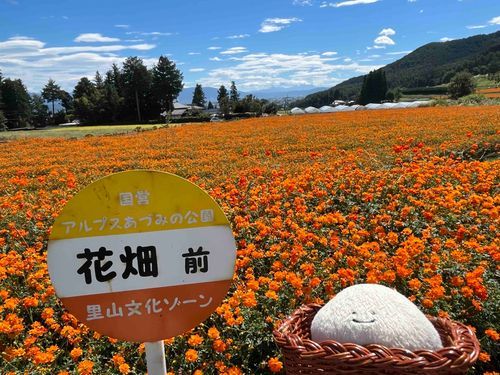 コスモスが綺麗でした レトロな看板と一緒に