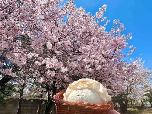 4月半ばに桜を見てきました
美しかったです