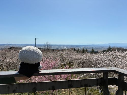 きれいだね🌸