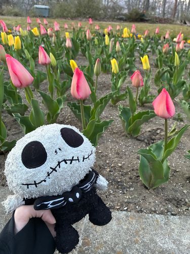🌷