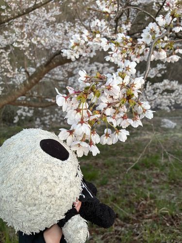 くんくん🌸