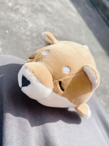はじめまして  名前は “まな” 
寝ることだいすき よろしくなの