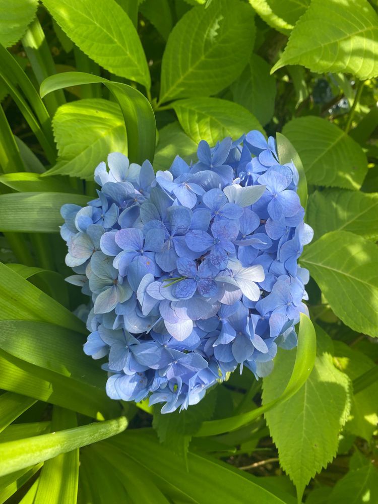 あじさいさんぽ
