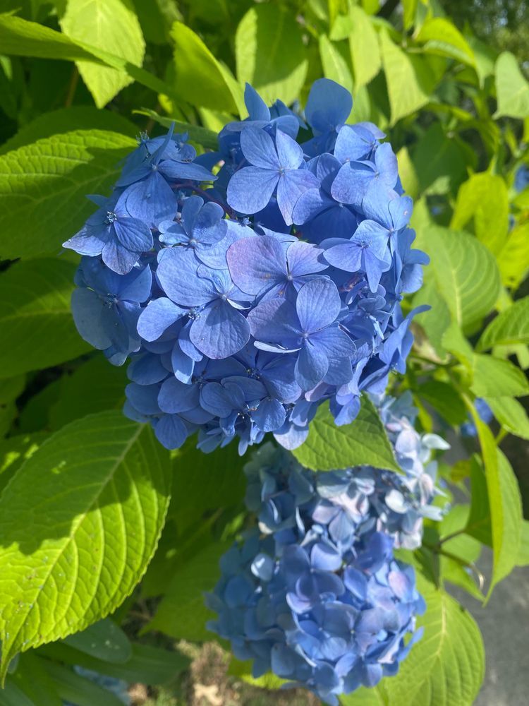 あじさいさんぽ