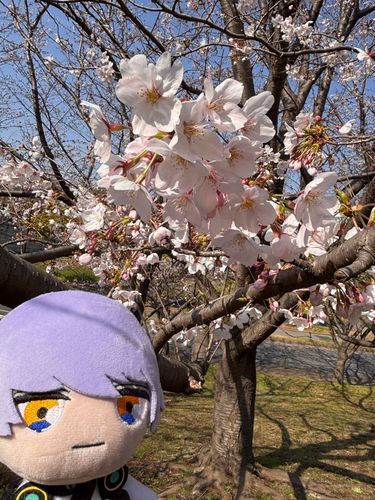 🌸