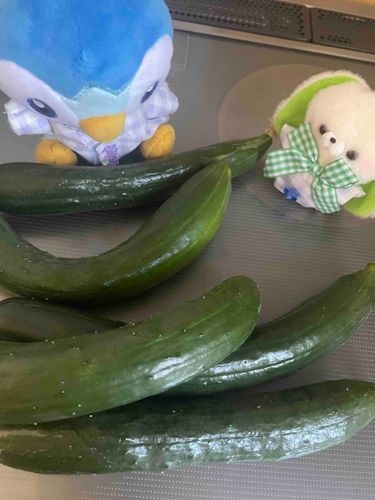 ごきんじょさんがくれたぽちゃー！！