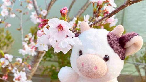 🌸