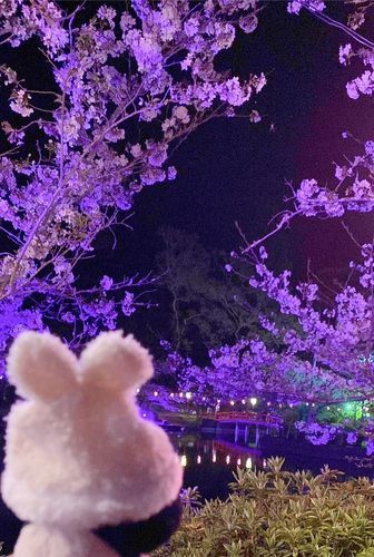 🌸🌙