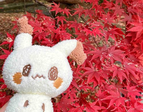 紅葉を見に行ったよ🍁