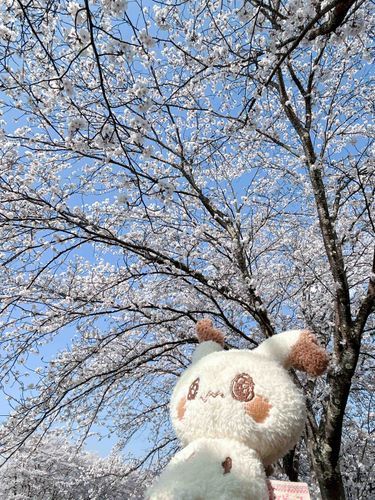 春がやってきたよ〜🌸🌸
