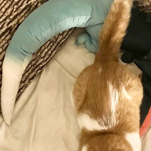 猫の下敷きになっていた実家のドラパルト出てきた笑
