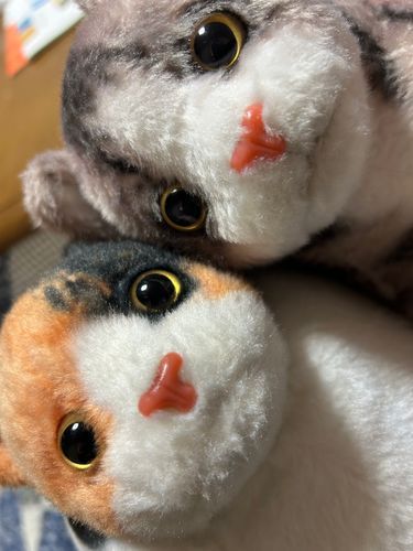 親友のトラちゃんと