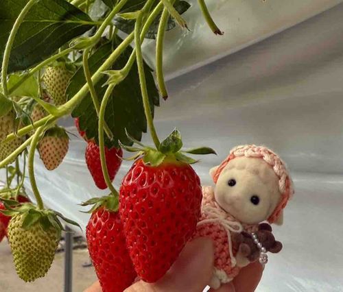 いちご狩りつれてってもらった ！🍓
エマちゃんもたべていー？ってしたけど
だめだよーっていわれちゃった、、
次はぜったいたべるもん ！