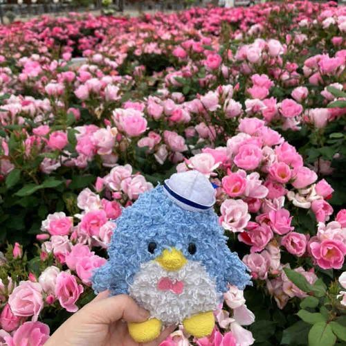 きれいなピンクのバラがいっぱいだったよ〜！楽しかったね☺️