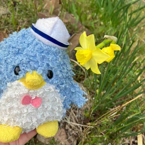 きいろのスイセンがさいてたよ✨
