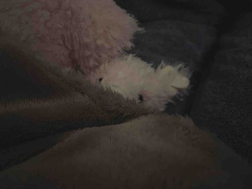 まだもすこし