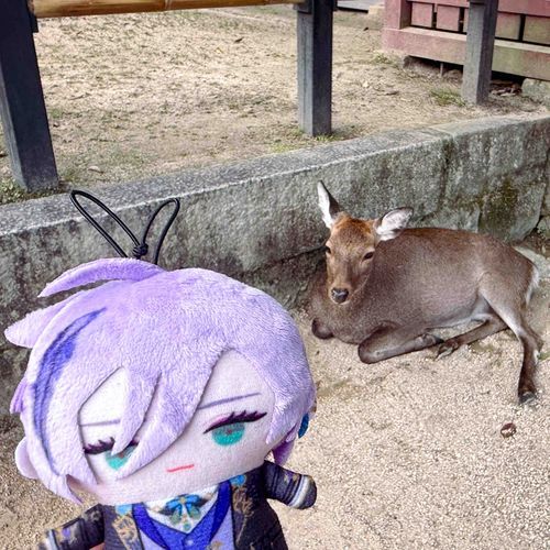 しかさん  こんにちは