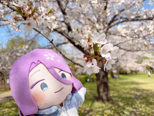 桜〜見てきた！
