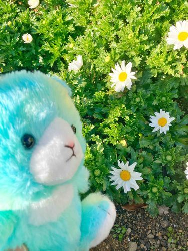 きょう、主とおさんぽしてたらお花はっけん。白くてかわいくて、主とぽやんって眺めてた。さむいのにぽかぽか気分になれたよ。