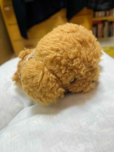 にゃんにゃんの　ひ　だから　ぱぷは　ふてね　して　ました