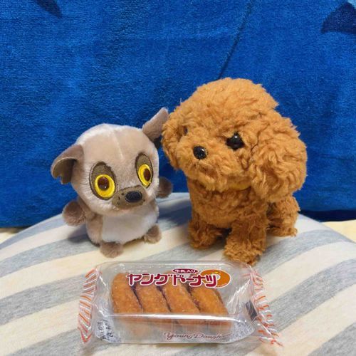 しんいり　さん　だよ
はりうっど　えいが　も　ぶろどうぇい　も　でた　すたあ　なん　だって

こないだ　の　りょこう　の　おしゃしんも　のせる　から　たのしみに　して　てね