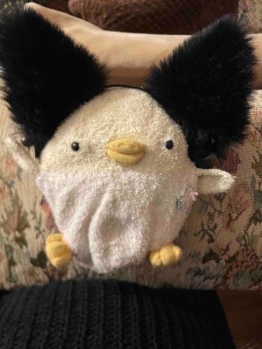 とても可愛すぎる猫だっぴー！！☺️🐣
