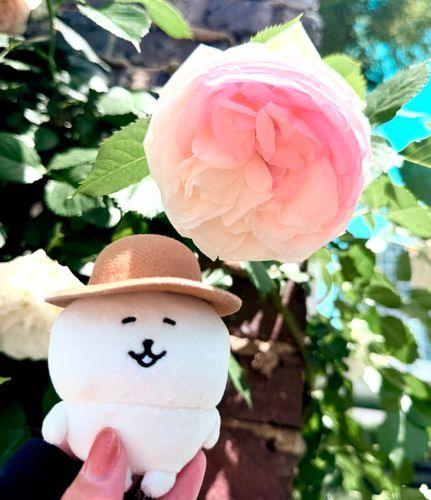 行くか、バラ園（ﾆｺｯ）