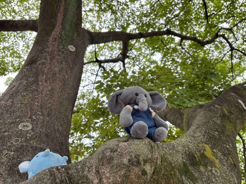 きのぼり、です(さごぞう)

さごぞうきのぼり上手い…あーれ〜‼️ｺﾛｺﾛ(まるぞう)