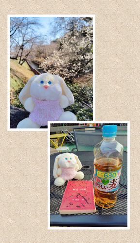 ピンクのお洋服を着て出かけた時の写真です。
まずはガーデンテラスでひと休み。
その後は咲いていた桜と一緒にパチリ。
お外の空気が気持ちよくて、キャロルも嬉しそうでした。