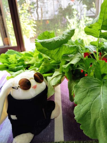 家庭菜園のレタスとラディッシュをねらうキャロル。
「…美味そう…じゅるり…食べていい？」
いいけど、ラディッシュは土がついてるから、洗ってからね。