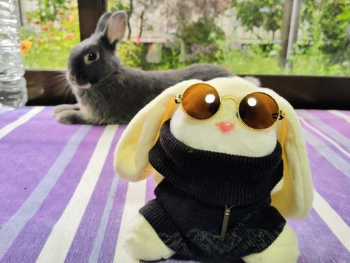 ウサギとうさぎ。
やんちゃな子で、散歩の時に頻繁に突撃されているので、キャロルはちょっと苦手なようです(笑)