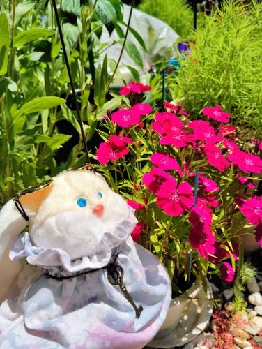 新しいお洋服で、ナデシコと。