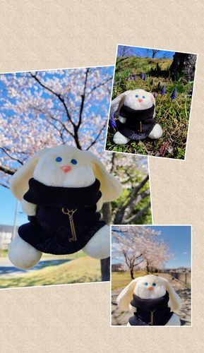 4月に近所の公園へ撮影に行った時のお写真です。
「桜綺麗だった✨ 天気も良くて気持ちよかったな。人が居ない時刻をねらったけど、たまに通る人が居てドキドキだったみたいだよ(笑) あれはおかしかったな(笑)」