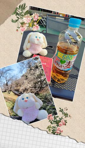 過去の写真から。
これは3月に街の方へお出かけした時のものです。
テラスで休憩して、梅が咲いていたので一緒に撮影をしました。