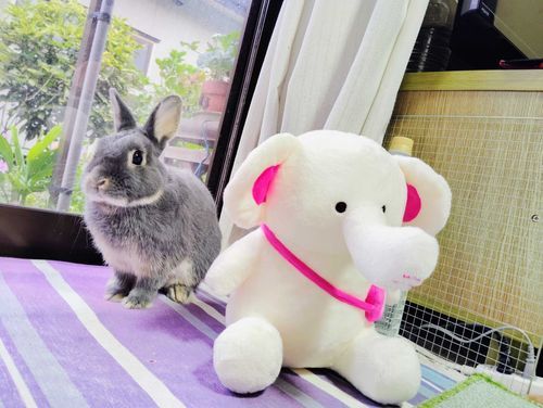 飼っているうさぎさんと一緒に。