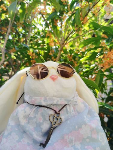 お庭の金木犀と📸