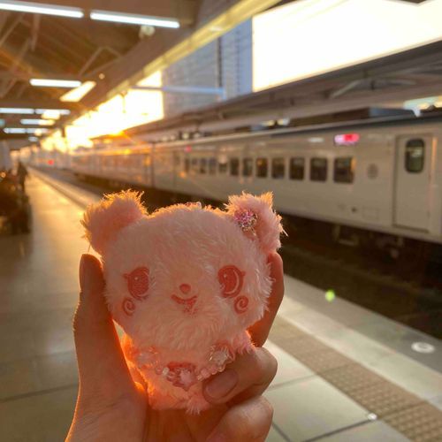 夕陽下的胖胖✨