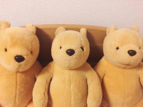 お友達がまたひとり増えちゃった！これからは3人…ううん、3頭暮らしだよ(ぼくは真ん中なんだ！)