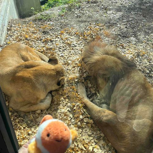 ライオンさんたち、日向でまるまってたよ。にゃんこだね。
