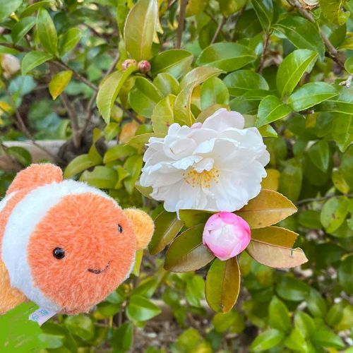 かわいいお花とつぼみはっけんしたよ❁⃘